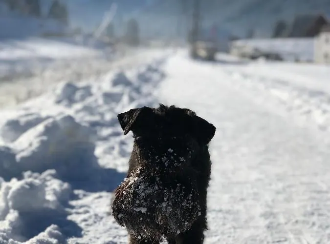 Apartament Dachstein Mountainview *